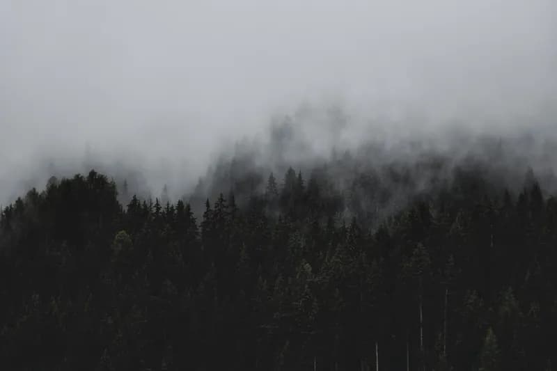 Silhouettes of Twilight characters against a misty forest backdrop