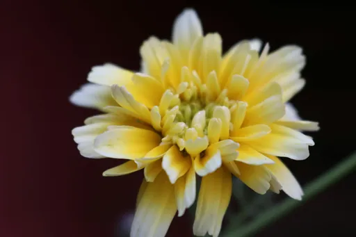 A yellow and white flower that is bursting with color