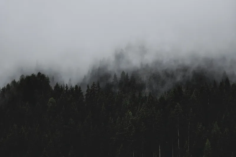 Silhouettes of Twilight characters against a misty forest backdrop